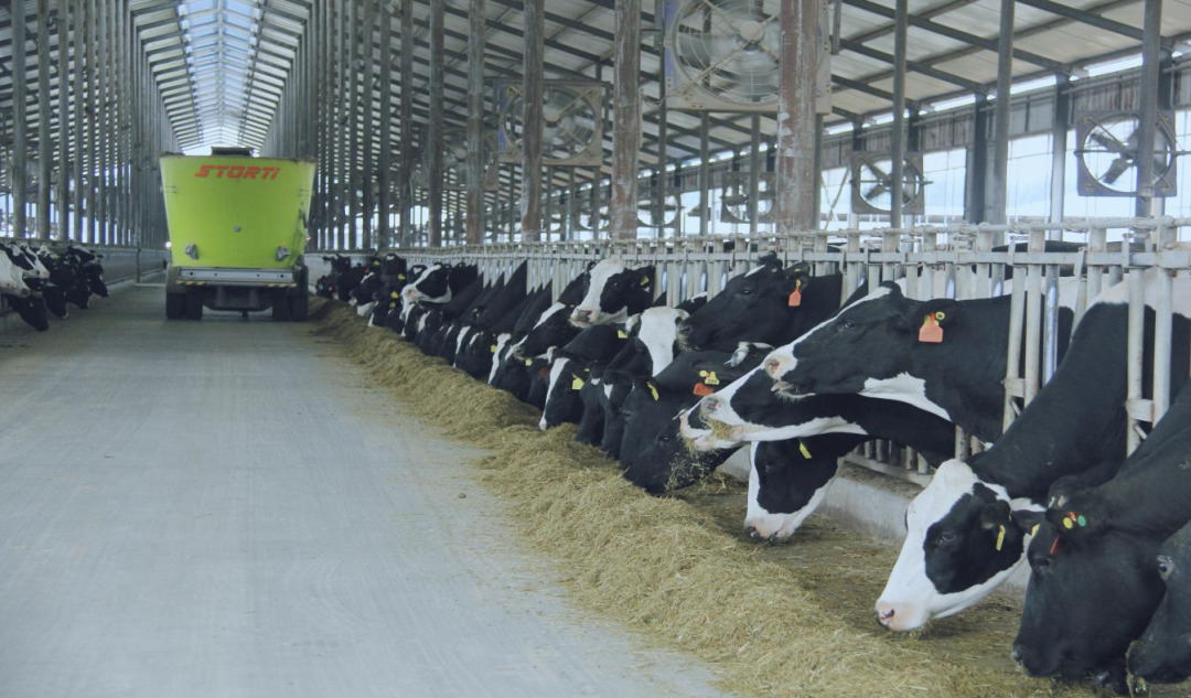 北京大學南南合作與發展學院教授、全球伙伴關系主任周詠梅一行蒞臨花花牛平輿瑞亞牧業參觀調研