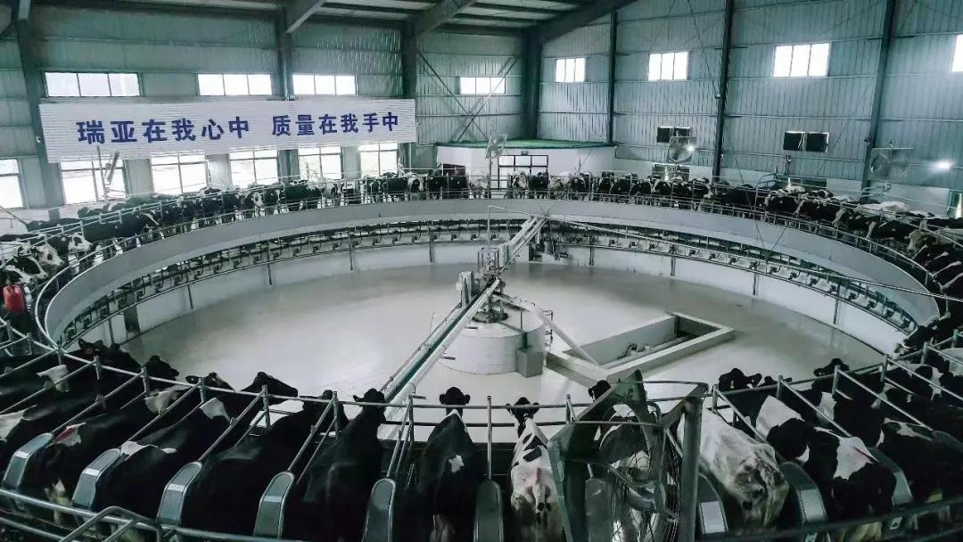 花花牛丨國家奶牛產業技術體系首席科學家、中國農業大學教授李勝利一行蒞臨花花牛魯山瑞亞參觀調研