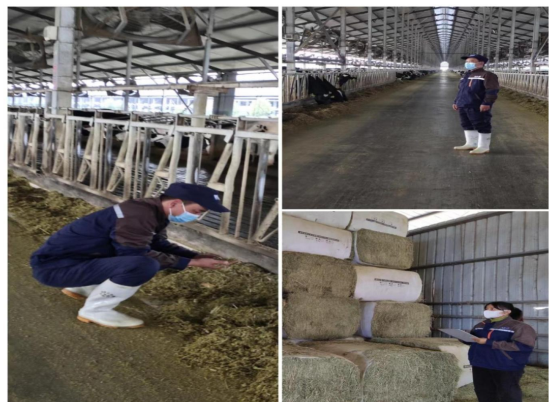 花花牛丨點點微光匯星河——養(yǎng)殖事業(yè)部抗疫保生產側記 花花牛丨點點微光匯星河——養(yǎng)殖事業(yè)部抗疫保生產側記