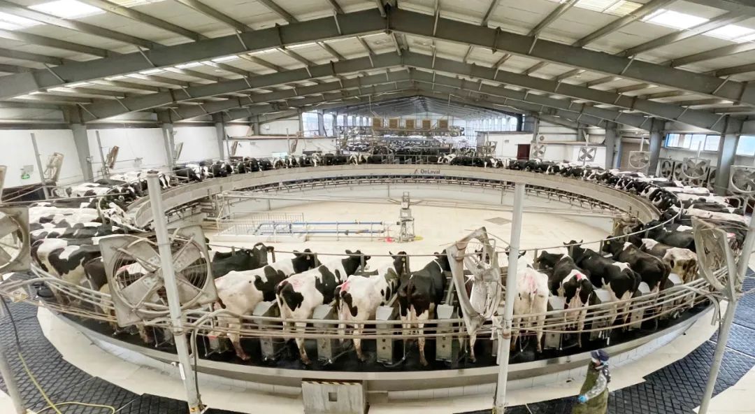 凝心聚力·贏創未來 | 花花牛乳業集團召開營銷、養殖及飼料經營工作會議