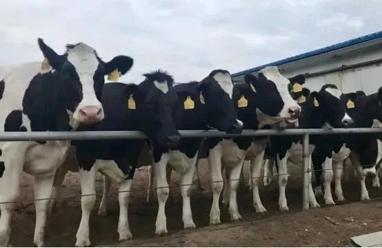 省委書記王國生到河南花花牛乳業集團·新蔡瑞亞牧業有限公司調研