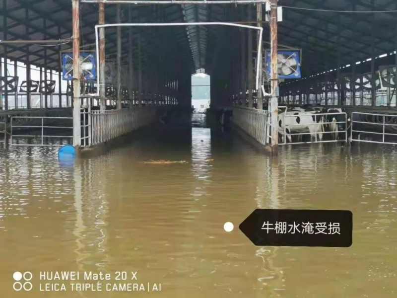 【乳報·聚焦】“豫”難而上的中原牛人“太中了”！